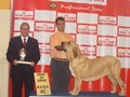 In Memorian - Fila Brasileiro Tigrado - Canil Singular - Podiuns